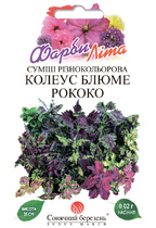 Колеус Блюме суміш Рококо 